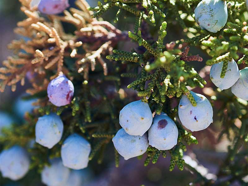 JUNIPER-BERRIES-Botanical